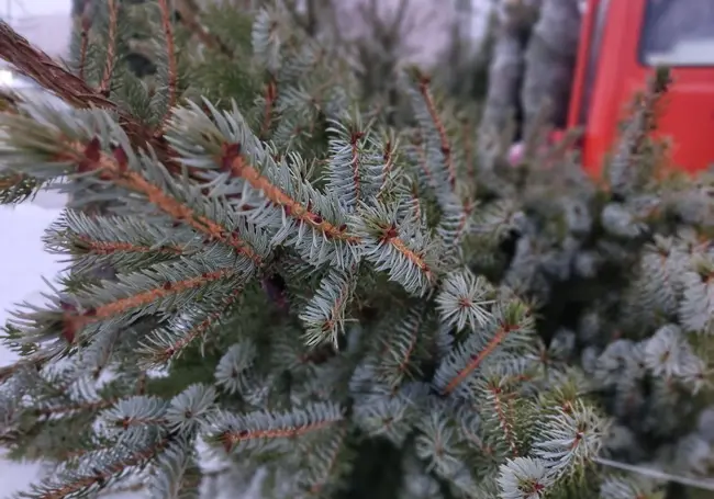 В Могилеве открылись елочные базары: посмотрели, приценились