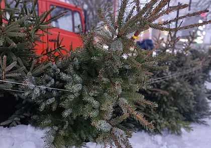 Куда «уедут» елки? Как в Могилеве правильно расстаться с новогодним деревцем