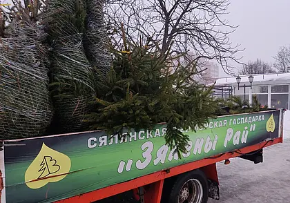 Цены: от 9 до 30 рублей: в Могилеве с 22 декабря заработают елочные базары