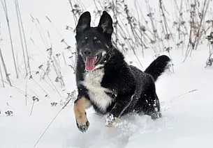 Собака Ракша, кошка Минки и Туся: подборка бесплатных объявлений о тех, кому нужен дом