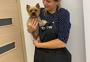 «Самые популярные стрижки у собак – модельная и корейская»