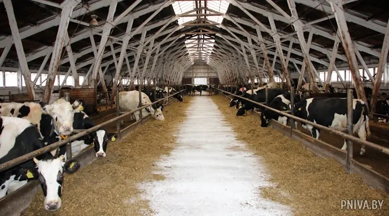 Филиал «Вендорож» РУП «Могилевэнерго» МТК «Коцни» . Могилевский район. Фото: pniva.by