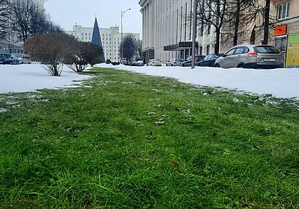 В Могилеве перед Новым годом травка пробивается из-под снега. Фотофакт
