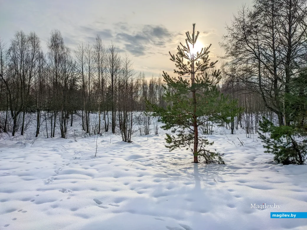 30.12.2022. Бобруйск. Зимний лес во время оттепели