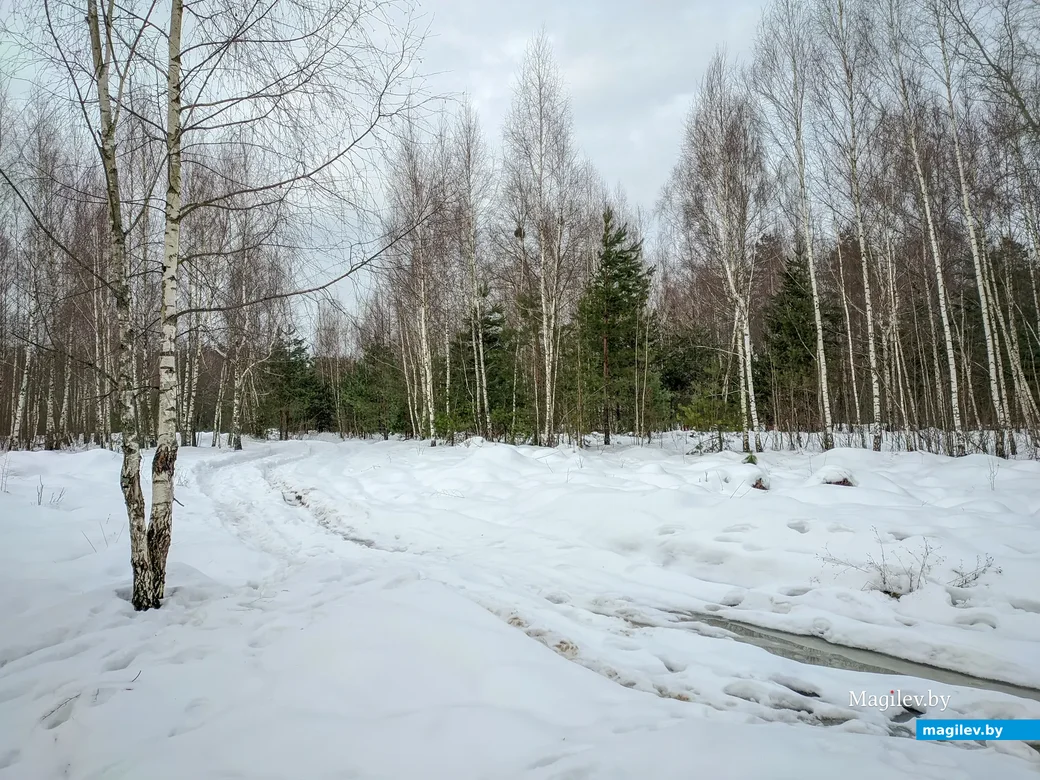 30.12.2022. Бобруйск. Зимний лес во время оттепели