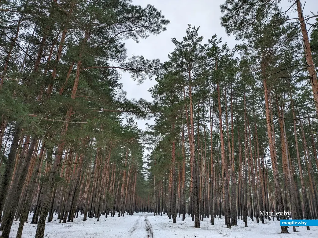 30.12.2022. Бобруйск. Зимний лес во время оттепели