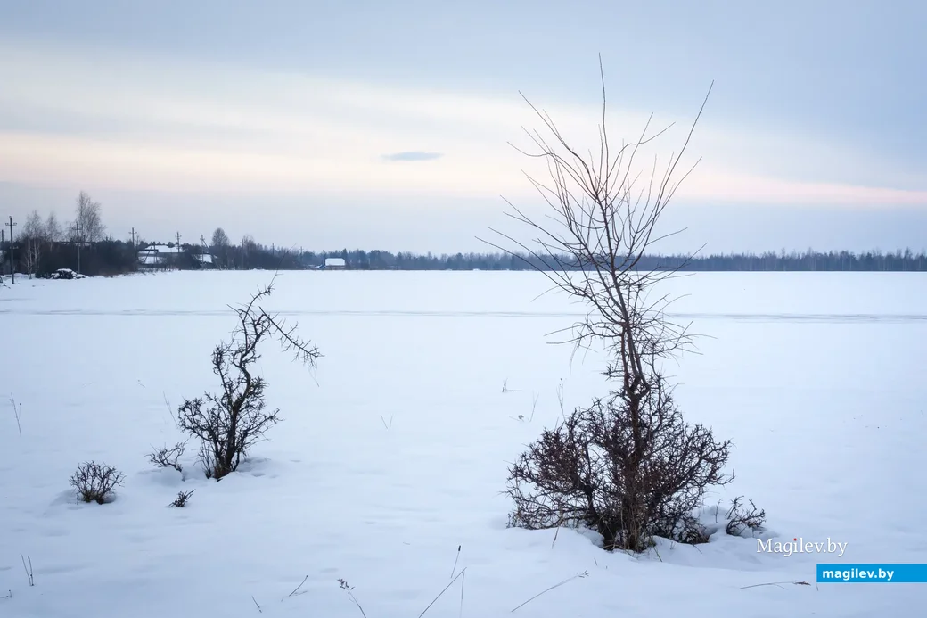 30.12.2022. Бобруйск. Зимний лес во время оттепели