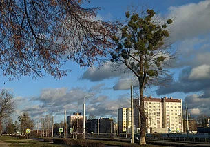 Осадки маловероятны и до 4 градусов тепла: погода в Могилеве 3 марта