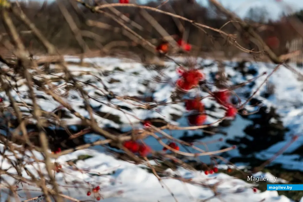 3.01.2023 г. Могилев. В январе, оказывается, тоже бывает «весна»