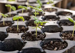 Неочевидная причина, почему падает рассада: как избежать полегания