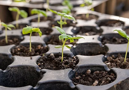 Неочевидная причина, почему падает рассада: как избежать полегания