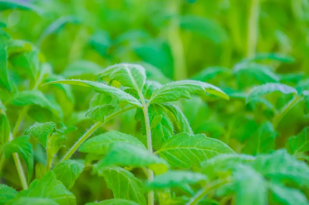 Рассада требует к себе внимательного отношения.