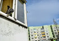 Зачем делать прививку питомцу, если он сидит дома? Рассказывает ветеринарный врач