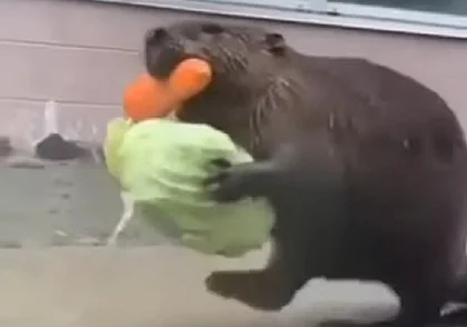 Бобры «ограбили» овощной склад. Забавный момент попал на видео
