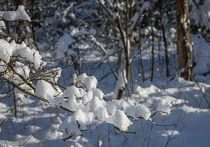 9 марта в Могилеве выдастся облачным и снежным