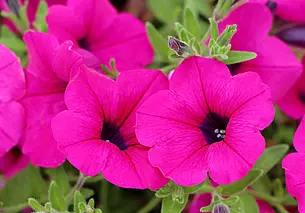 Многие цветоводы и не подозревают, что неправильно ухаживают за петуниями: основные ошибки