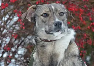 Клепа, кошка Белла и прекрасная Ася: подборка бесплатных объявлений о тех, кому нужен дом