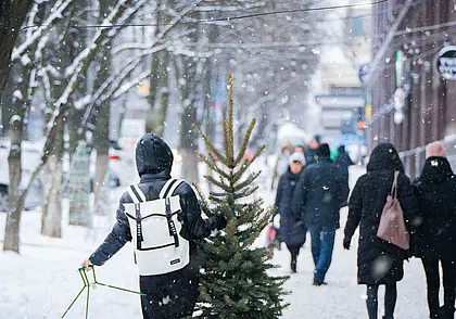 Что могилевчанам делать с елкой после новогодних праздников?
