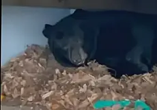 «Он милый»: в США медведь улегся в спячку во дворе жилого дома