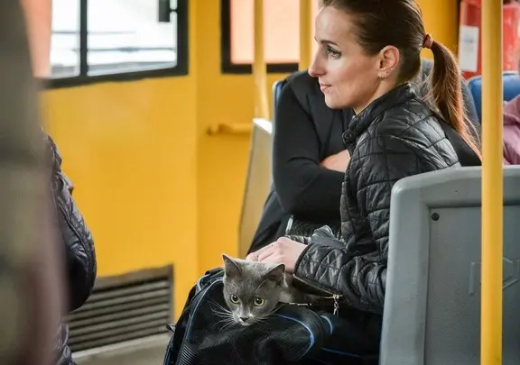 Номер новому маршруту еще не присвоили.