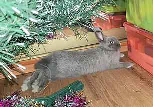 Не глупый, преданный и очень ласковый: о символе 2023 года рассказывают могилевчане