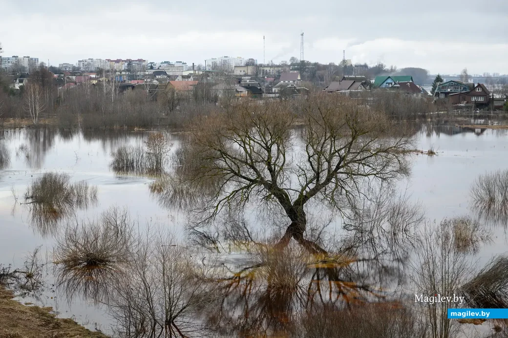20.01.2023. Бобруйск. Титовский мост. В связи с оттепелью уровень воды в Березине поднялся до