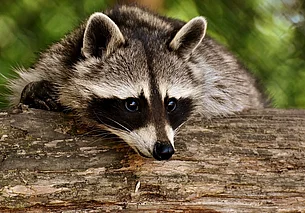 Какие животные и почему попадают в Черную книгу белорусской фауны