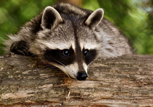 Какие животные и почему попадают в Черную книгу белорусской фауны