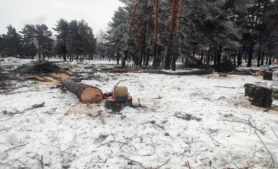 Спиленные деревья на месте строительства очередного торгового цента на пересечении улиц Минской и Шинной. Фото: прокуратура г. Бобруйска.
