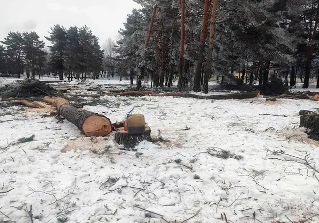 В Бобруйске ради строительства торгового объекта незаконно спилили 38 деревьев: прокуратура возбудила уголовное дело