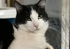 Песик Веня, собака Белочка и 17 котов и кошек: подборка бесплатных объявлений о тех, кому нужен дом