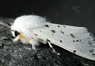 В Беларуси за прошлый год открыли пять новых видов бабочек