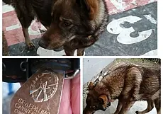 Красотка Лола, очередная потеряшка и только появившиеся щенки: подборка бесплатных объявлений о тех, кому нужен дом