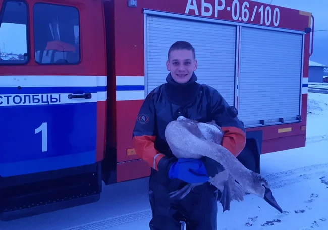 Маленький лебедь чуть не погиб в Столбцовском районе. На помощь пришли спасатели