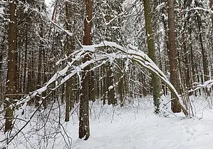 5 мобильных приложений для смартфона, которые помогут не заблудиться в лесу