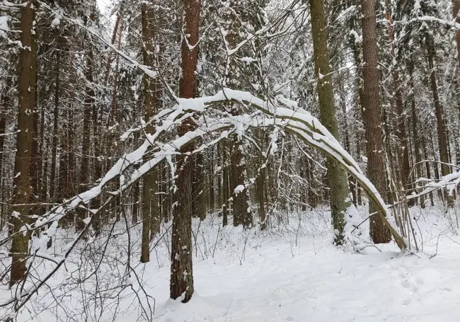 5 мобильных приложений для смартфона, которые помогут не заблудиться в лесу