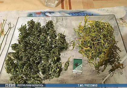 Минчанин торговал марихуаной в Могилеве. Его задержали