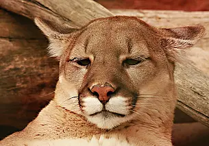 У Арчи появится подруга: пум в Могилевском зоосаде станет две, но это еще не все