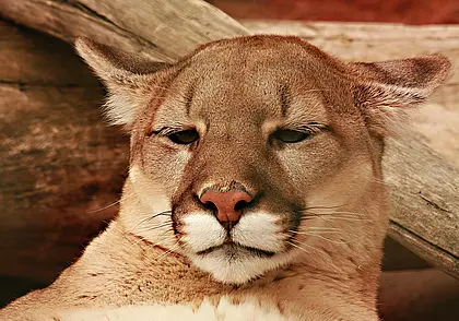 У Арчи появится подруга: пум в Могилевском зоосаде станет две, но это еще не все