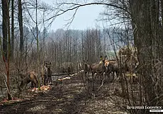 Белорусское общество охотников и рыболовов будет реорганизовано