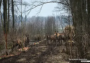 Белорусское общество охотников и рыболовов будет реорганизовано