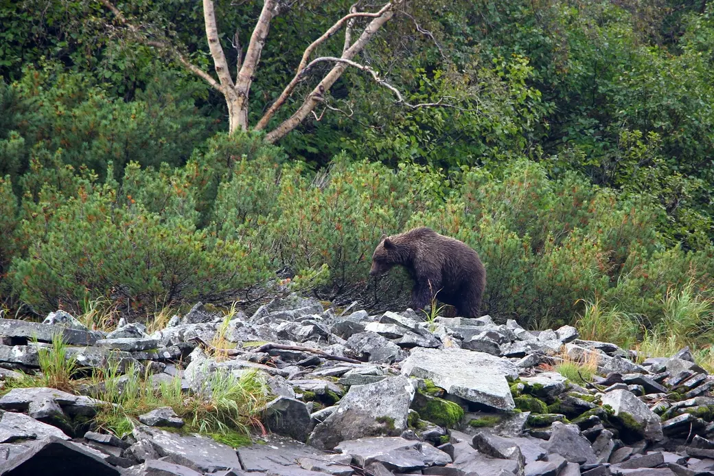 На Камчатке встретить медведя – раз плюнуть.