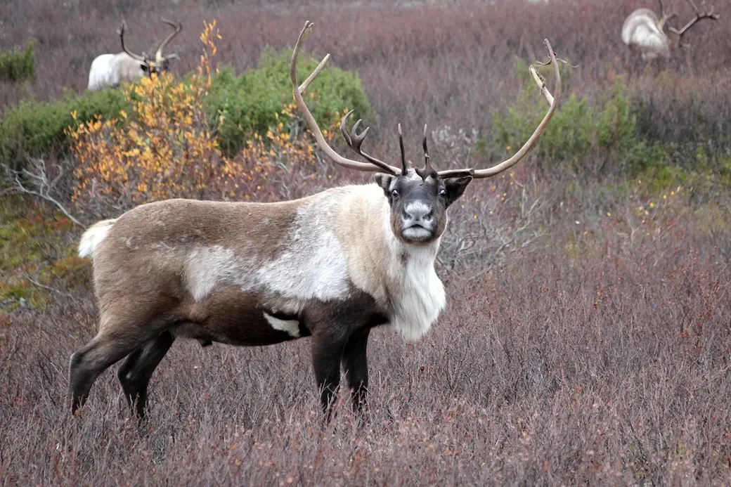 Олени в тундре – источник сил, крова, тепла.