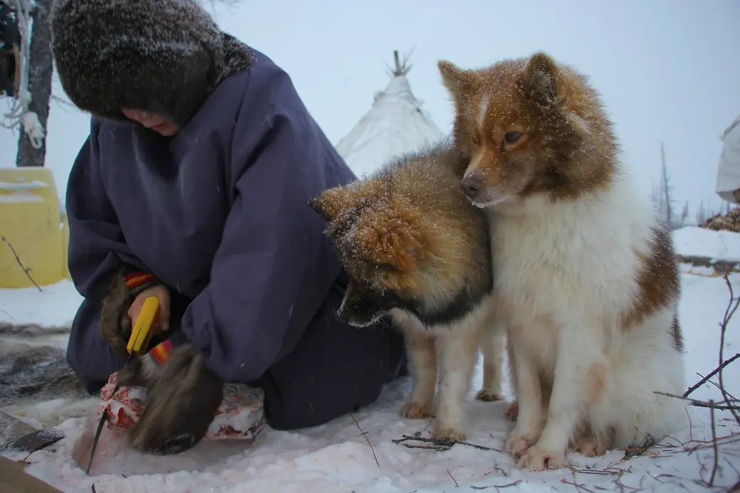 Наша героиня считает, что ненцы мыслят другими категориями, но похожи на нас. В них нет такой зависимости от материальных благ.