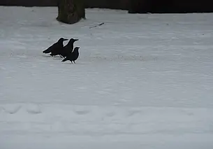 Снег и мокрый снег: какая погода будет в Могилеве 17 февраля