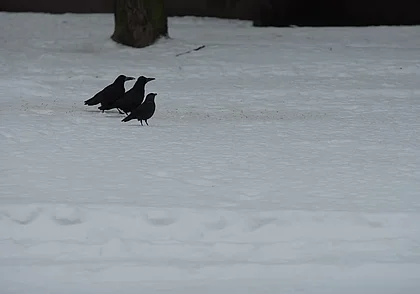 Снег и мокрый снег: какая погода будет в Могилеве 17 февраля