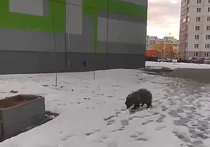 Могилевские соцсети облетело видео, как по Казимировке разгуливает енот