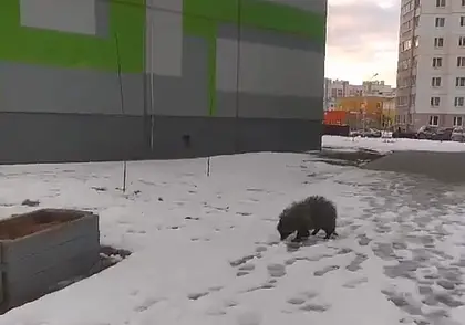 Могилевские соцсети облетело видео, как по Казимировке разгуливает енот