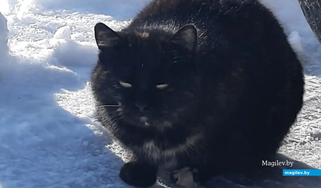 22.02.2023 г. Могилев, Чапаевка. «У меня – шуба, мне норм».