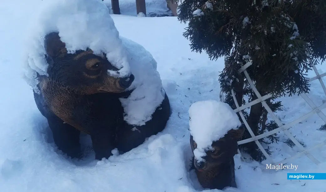 22.02.2023 г. Могилев, Чапаевка. Эти медведи – не в спячке.